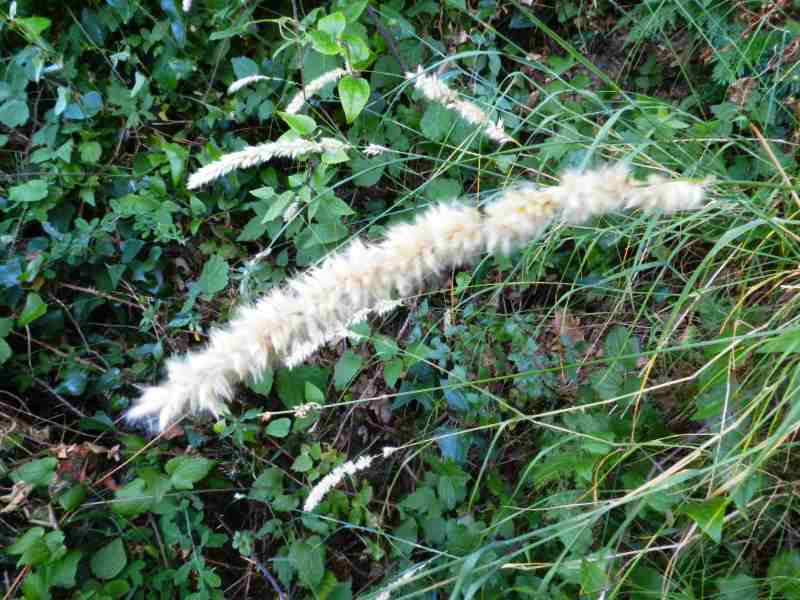 Melica ciliata subsp. magnolii / Melica barbata